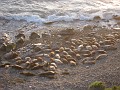 Carpinteria California 2010-02 0720